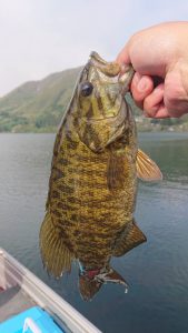 木崎湖モダンボートバス釣果