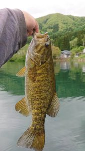 木崎湖モダンボートバス釣果