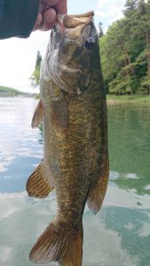 木崎湖モダンボートバス釣果