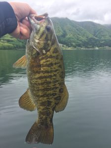 木崎湖モダンボートバス釣果