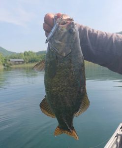 木崎湖モダンボートバス釣果