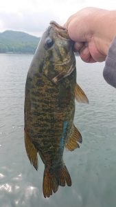 木崎湖モダンボートバス釣果