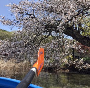 木崎湖カヤック桜