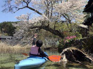 木崎湖カヤック桜