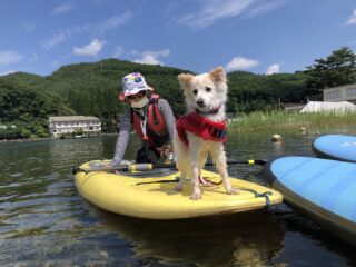 木崎湖サップ犬