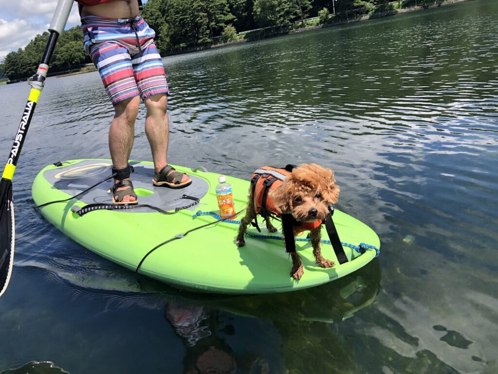 木崎湖のサップ、愛犬と楽しむプランをご利用いただきました！