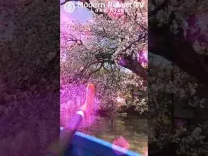 木崎湖の【隠れ】桜の名所!SUPかカヤックでしか行けない秘密の場所