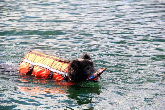 木崎湖モダンボート愛犬オプション