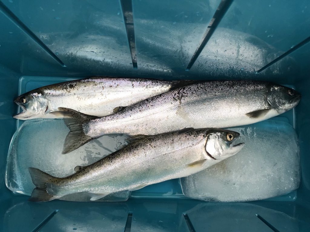 キザキマスは長野県木崎湖で釣れる幻の魚