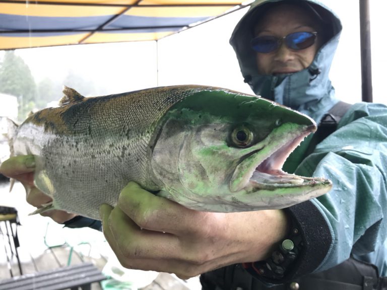 キザキマスは長野県木崎湖で釣れる幻の魚