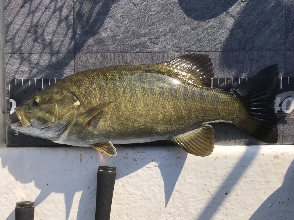 木崎湖バス釣果情報　10/14