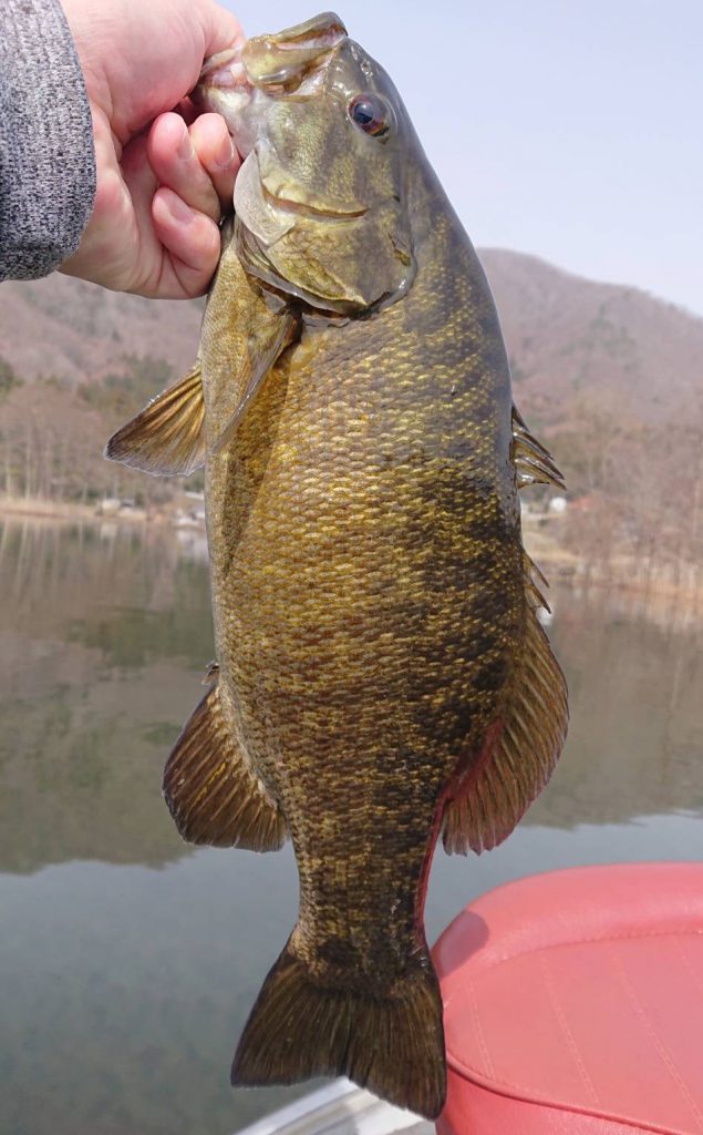 木崎湖バス釣果情報　3/30