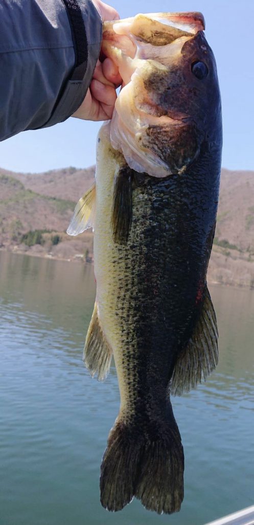 木崎湖バス釣果情報　4/15