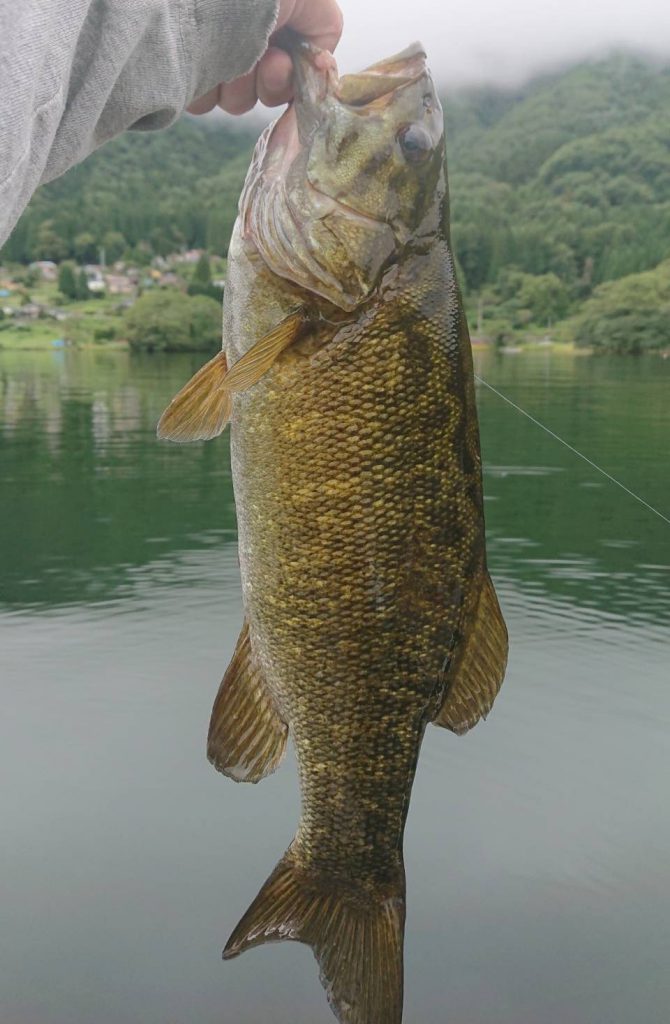 木崎湖バス釣果情報　9/3