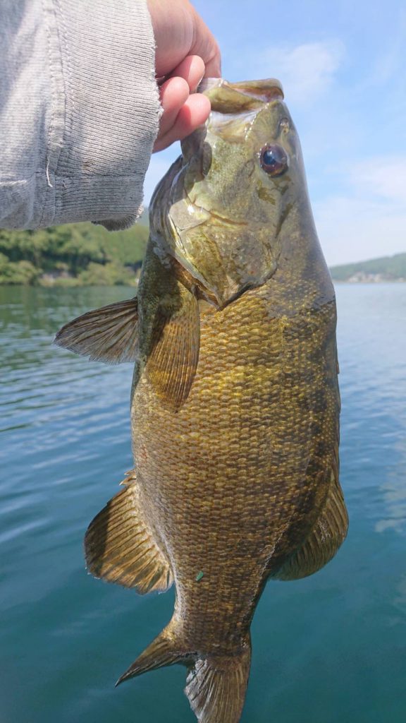 木崎湖バス釣果情報　10/18