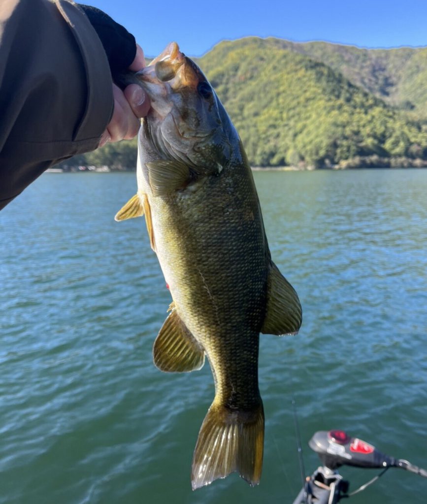 木崎湖バス釣果情報　10/24