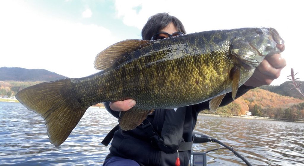 木崎湖バス釣果情報　11/16