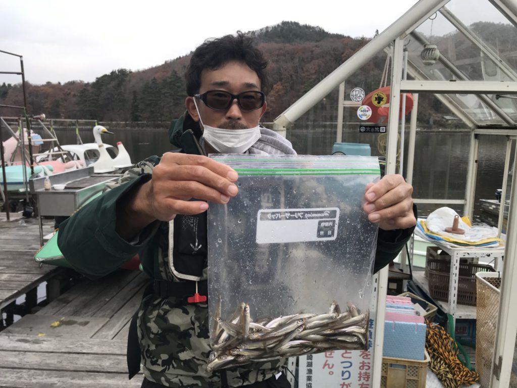 木崎湖ワカサギ釣果情報　11/21