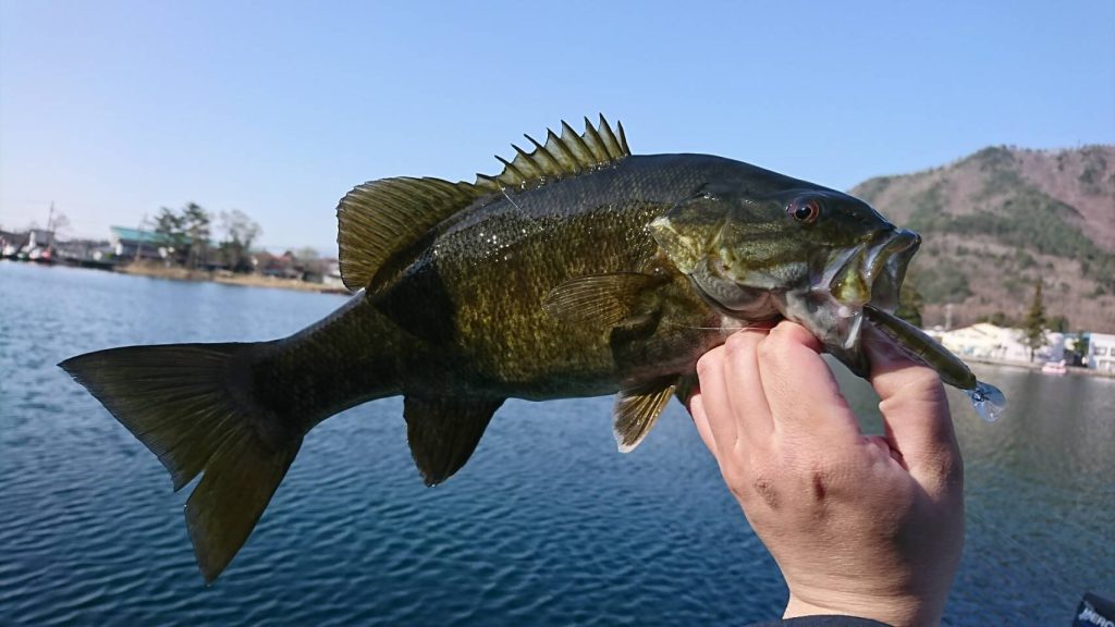 木崎湖バス釣果情報　4/13