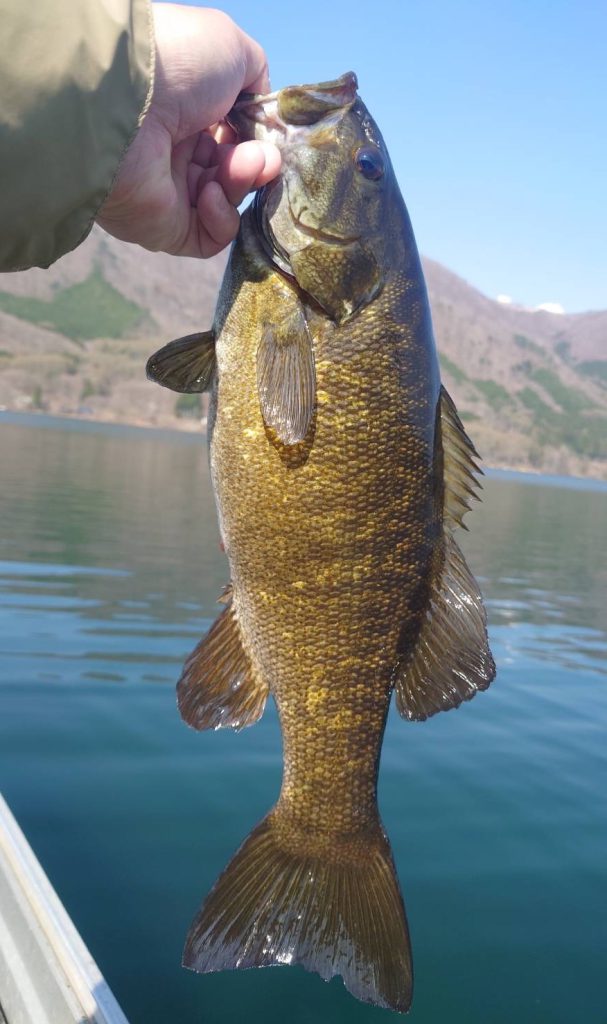 木崎湖バス釣果情報　4/20