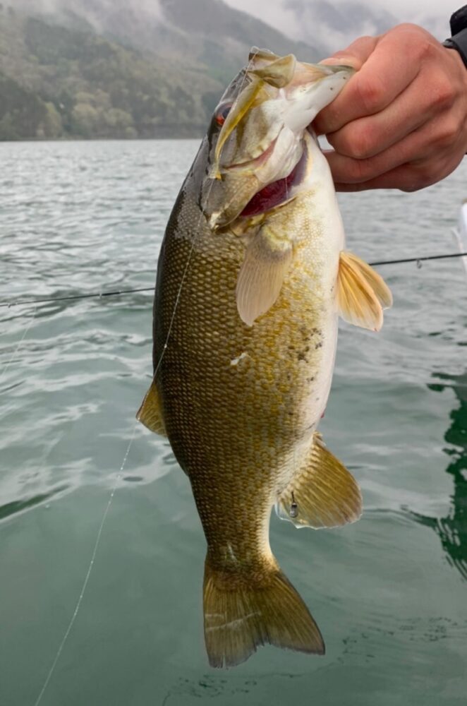 木崎湖バス釣果情報　5/1