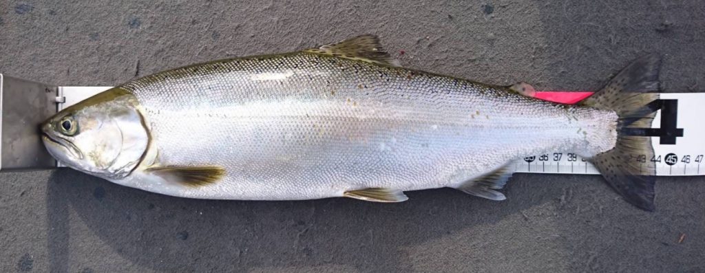 キザキマスは長野県木崎湖で釣れる幻の魚