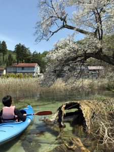 木崎湖カヤック桜