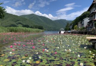 木崎湖スイレンサップ