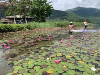 木崎湖スイレンサップ