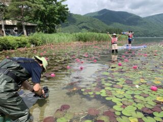 木崎湖スイレンサップ