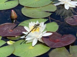 木崎湖スイレンサップ