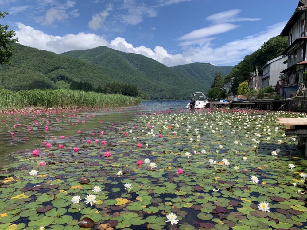 木崎湖の手漕ぎボートをお楽しみいただきました！スイレン見ごろです！