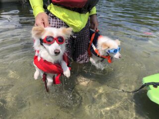 木崎湖サップカヤック犬