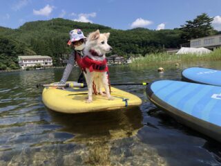 木崎湖サップ犬