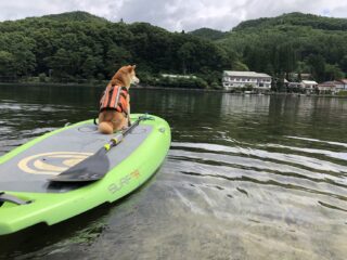 木崎湖サップカヤック犬