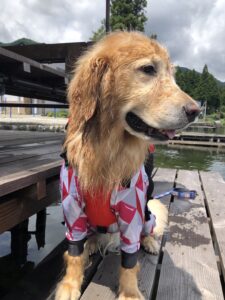 木崎湖サップカヤック犬