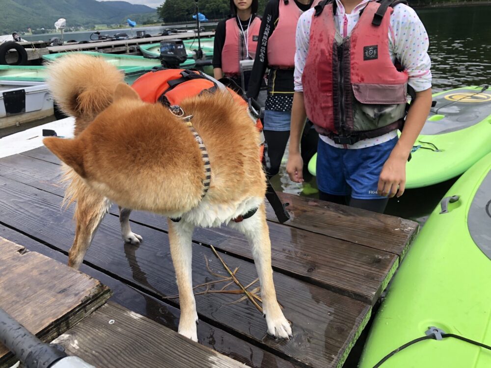 木崎湖でわんちゃんとサップ&木崎湖ではじめてのサップをお楽しみいただきました！