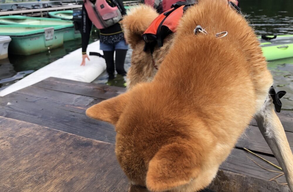 木崎湖でわんちゃんとサップ&木崎湖ではじめてのサップをお楽しみいただきました！