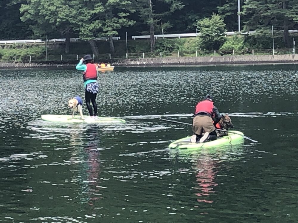 木崎湖のSUPサップを愛犬とお楽しみいただきました！