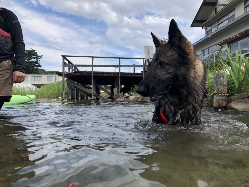 木崎湖のSUPサップを愛犬とお楽しみいただきました！