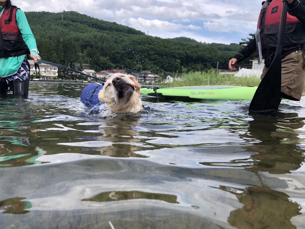 木崎湖のSUPサップを愛犬とお楽しみいただきました！