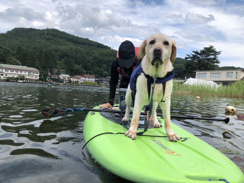 木崎湖のSUPサップを愛犬とお楽しみいただきました！