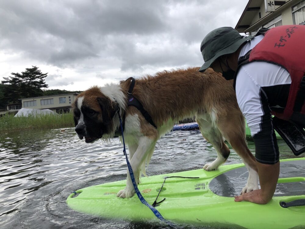 愛犬と楽しむ木崎湖カヤック本日もご利用いただきました！