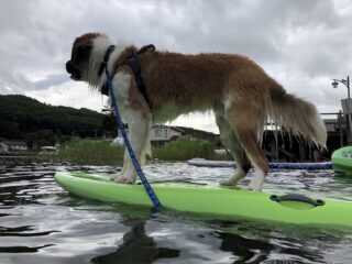 白馬からも近い湖でサップ初心者でも大丈夫。