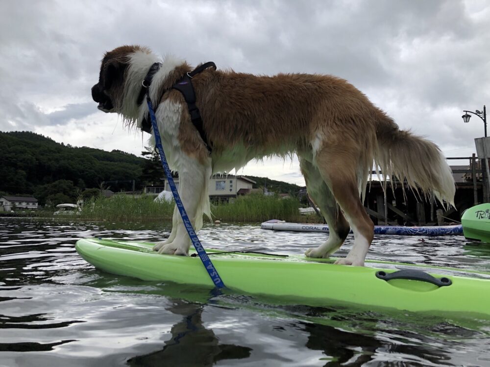 愛犬と楽しむ木崎湖カヤック本日もご利用いただきました！