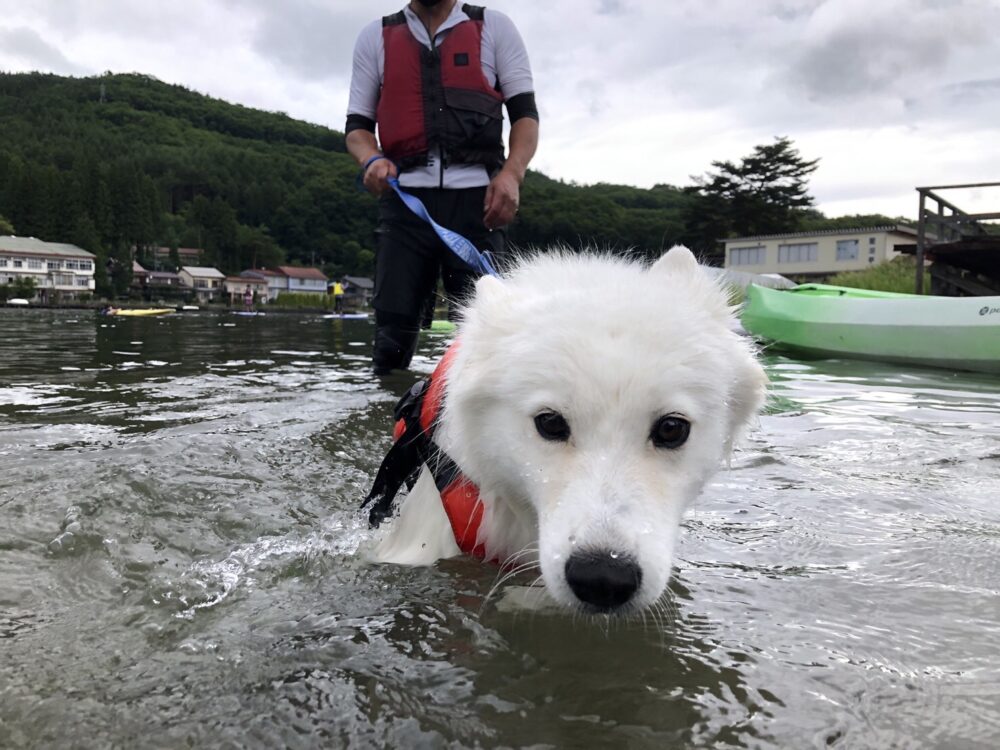 愛犬と楽しむ木崎湖カヤック本日もご利用いただきました！