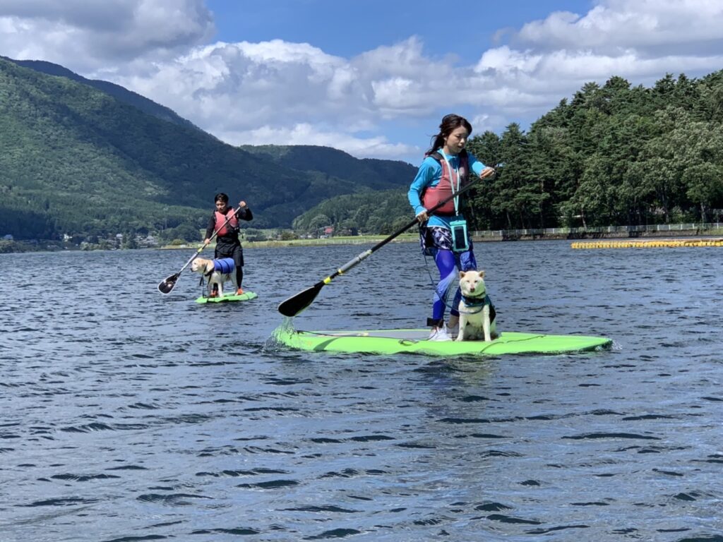 木崎湖サップ犬