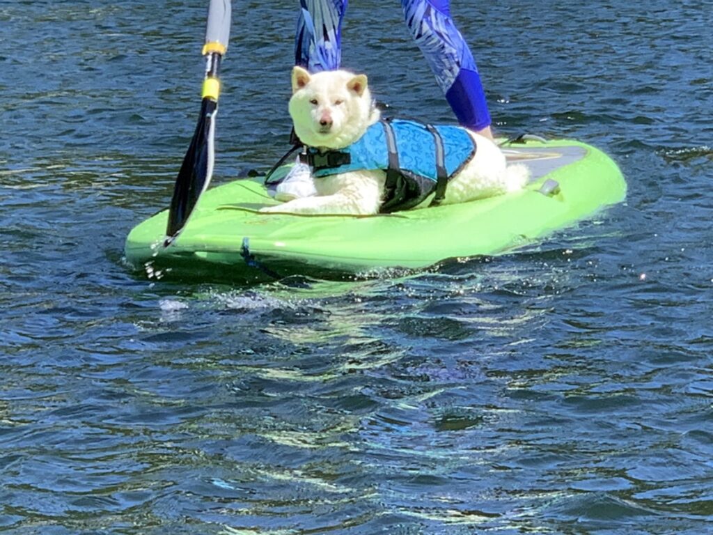 木崎湖サップ犬