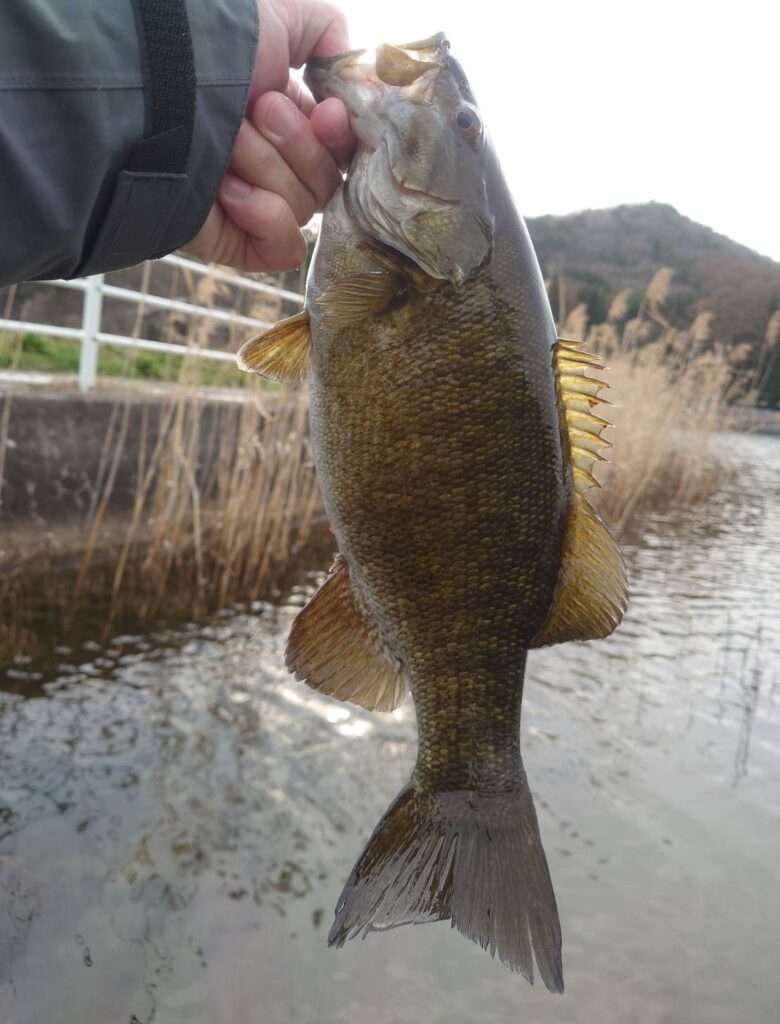 木崎湖バス釣果情報　4/5