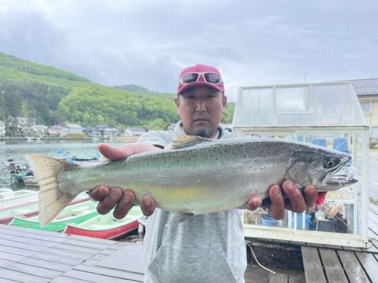 キザキマスは長野県木崎湖で釣れる幻の魚